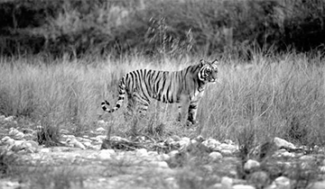 Tiger-rich Jungles & Himalayan Temples